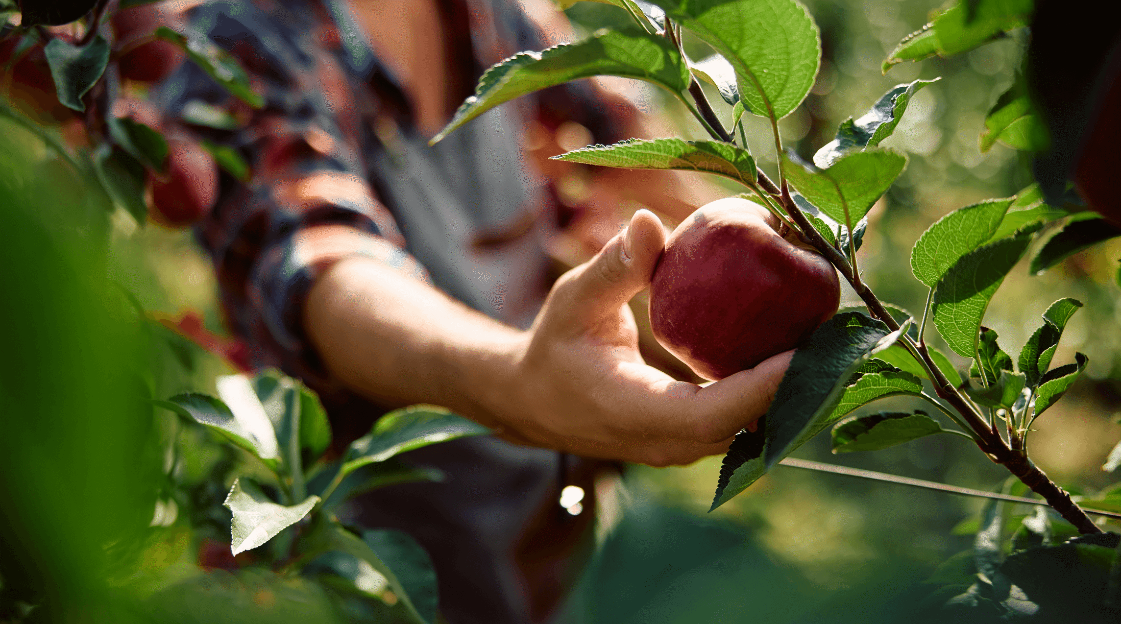 Apple picking image