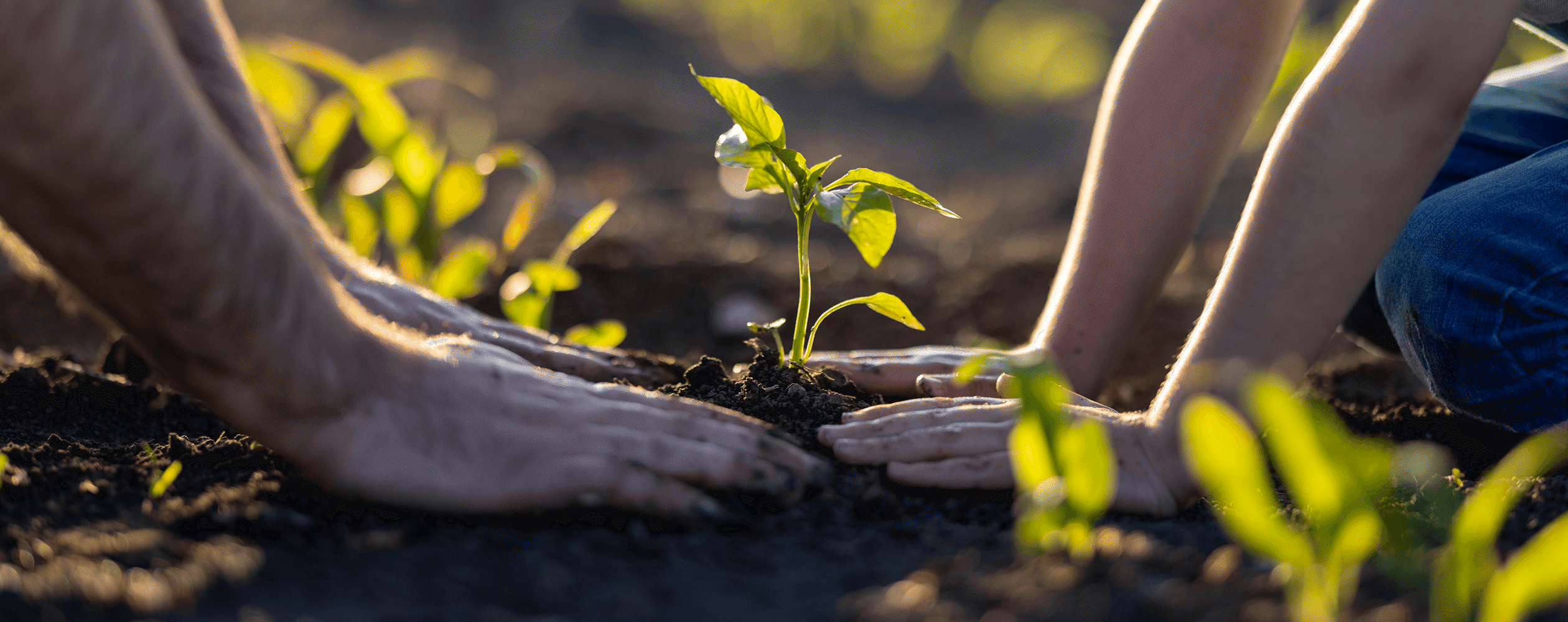 Planting image